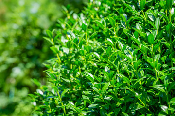 Obraz premium Bright shiny green foliage of boxwood Buxus sempervirens as the perfect backdrop for any natural theme, summer green landscape, fresh wallpaper. There is a place for your text. Selective focus