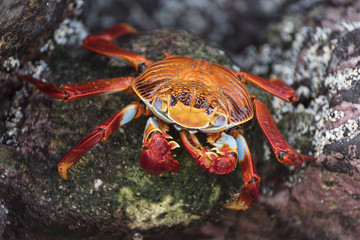 Red Rock Crab on Galapagos Islands, Ecuador.