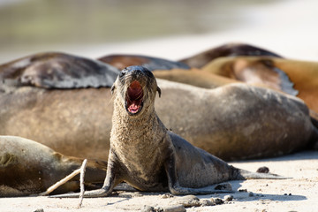 Baby sea lion yawning on Santa Fe, Galapagos Islands, Ecuador, South America.