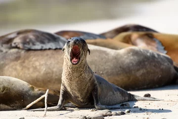 Foto op Canvas Baby sea lion yawning on Santa Fe, Galapagos Islands, Ecuador, South America. © No Drama Llama