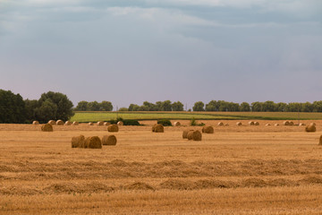 Fototapeta premium Harvesting