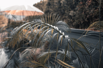Creative layout made of green leaves. Flat lay. Nature concept