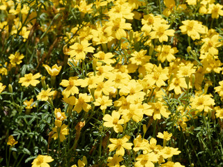 Tagetes tenuifolia | Tapis touffu de petites fleurs de Tagète citron ou Tagète à feuilles ténues de couleur jaune orangé légèrement parfumées