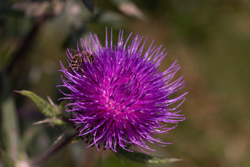 Thistle flower