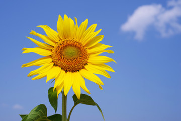 Bright yellow sunflower against the background of the blue sky