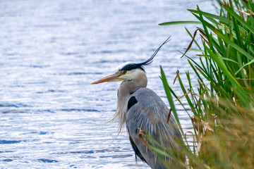 Grey heron ( Ardea cinerea)