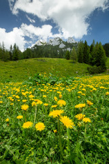 Zelenica above Ljubelj in Slovenia. Karavanke alps in summer with wild flowers blooming.