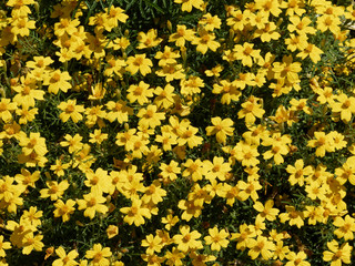 Tagetes tenuifolia | Tapis touffu de petites fleurs de Tagète citron ou Tagète à feuilles ténues de couleur jaune orangé légèrement parfumées