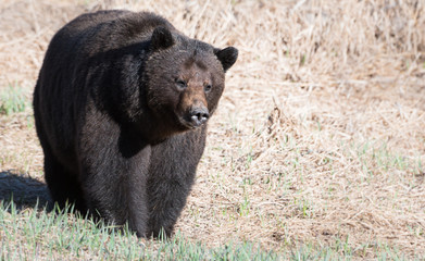 Grizzly bear in the wild