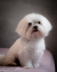 white dog at bed with gray background