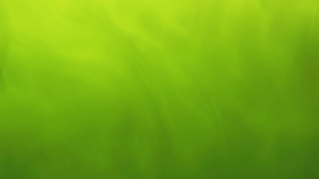 Green algae circulating as background texture
