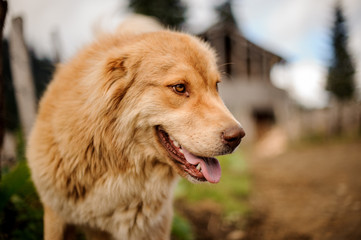 Happy dog ginger looking at the side on the street