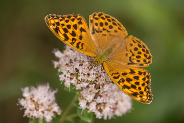 Kaisermantel auf einer Blüte