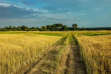 Road through grain and clouds in the sky
