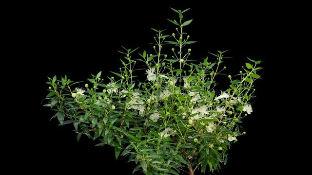 4K. Blooming white Myrtle flower buds ALPHA matte, Ultra HD. (Myrtus), timelapse, 4096x2304.