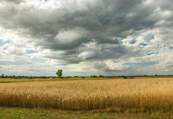 Fototapeta premium Dark clouds over a field with grain