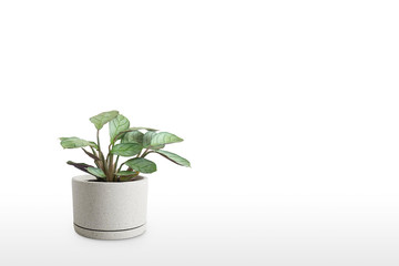 Fototapeta na wymiar Gorgeous houseplant Maranta in a pot isolated on white background