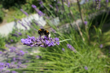 Hummel auf Lavendelblüte