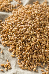 Raw Organic Farro Grain