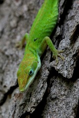 Macro shot of a green anole lizard on a tree