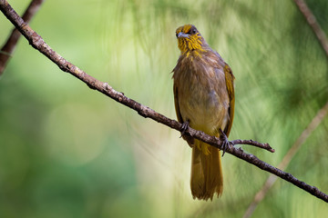 Stripe-throated Bulbul - Pycnonotus finlaysoni or streak-throated bulbul, songbird in the bulbul family, found in south-eastern Asia