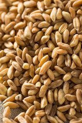 Raw Organic Farro Grain