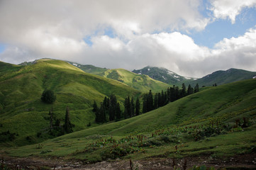 Obraz premium Amazing view of the green hills under the clouds with evergreen trees in the middle