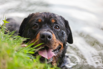 Rottweiler Hund blickt in die Kamera freudig