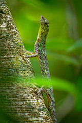Barred gliding lizard - Draco taeniopterus - Draco is a genus of agamid lizards that are also known as flying lizards, flying dragons or gliding lizards. These lizards are capable of gliding flight