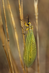Myrmeleonidae - Antlion  insect in the family Myrmeleontidae, known for the fiercely predatory habits of their larvae, which in many species dig pits to trap passing ants or other prey
