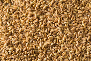 Raw Organic Farro Grain