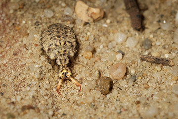Myrmeleonidae - Antlion  insect in the family Myrmeleontidae, known for the fiercely predatory...