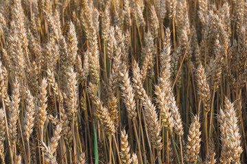 Fototapeta premium Wheat field. Golden ears of wheat on the field. Background of ripening ears of meadow wheat field. Rich harvest Concept.