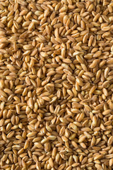Raw Organic Farro Grain