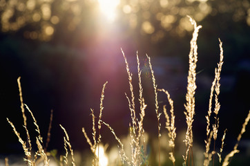 dry grass at sunset on a warm summer evening