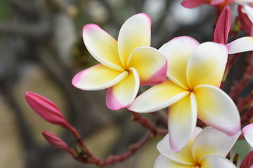 Close-Up Pink Flowers.Beautiful flowers in the garden Blooming in the summer.