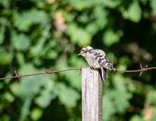 Lesser spotted woodpecker sit on  a wooden barbed wire fence