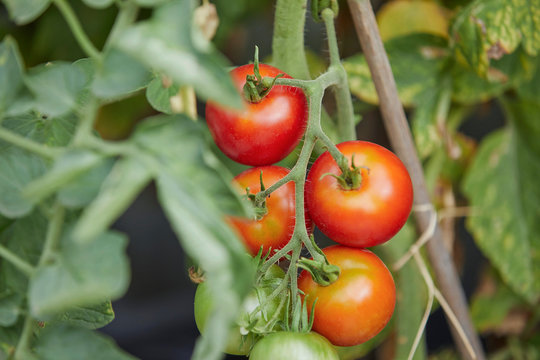 Ripe, fresh red tomatoes growing on vine