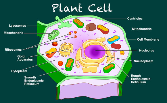 Plant cell structure. Annotated  parts diagram. Anatomy with organelles, components, mitochondria, chloroplast, ribosome, reticulum with explanation. Education, science, biology dark vector.
