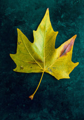 Autumn leaf on black background