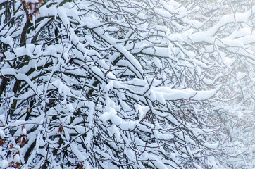 Background of snow on the branches of trees