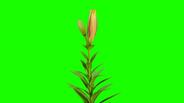 4K. Blooming orange lily flower buds green screen, Ultra HD. timelapse, 4096x2304.