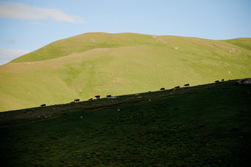 Naklejka premium Background of the green grass hill on which cows graze