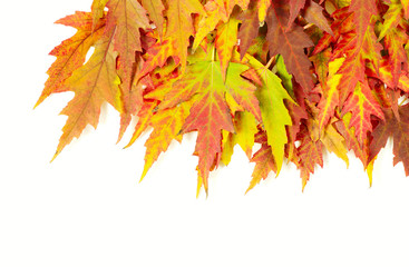 autumn maple leaves on white