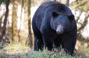 Black bear in the wild - 282513591