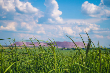 Obraz premium Green grass in the foreground, out of focus terricone - an artificial mound from waste rock, extracted from underground mining of coal and other mineral deposits.