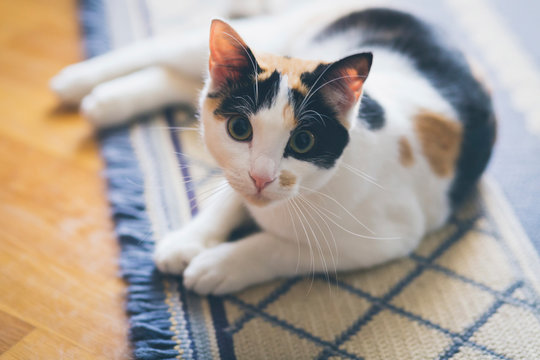 Portrait curious cat laying on rug