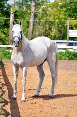 Obraz premium The horse stands on the yellow sand