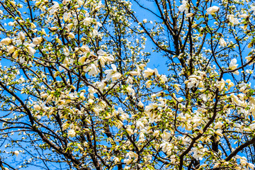 Blooming white cherry tree in Riga, Latvia.
