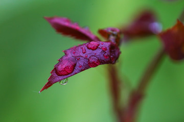 Close-up image of water drops on a rose leaf after rain